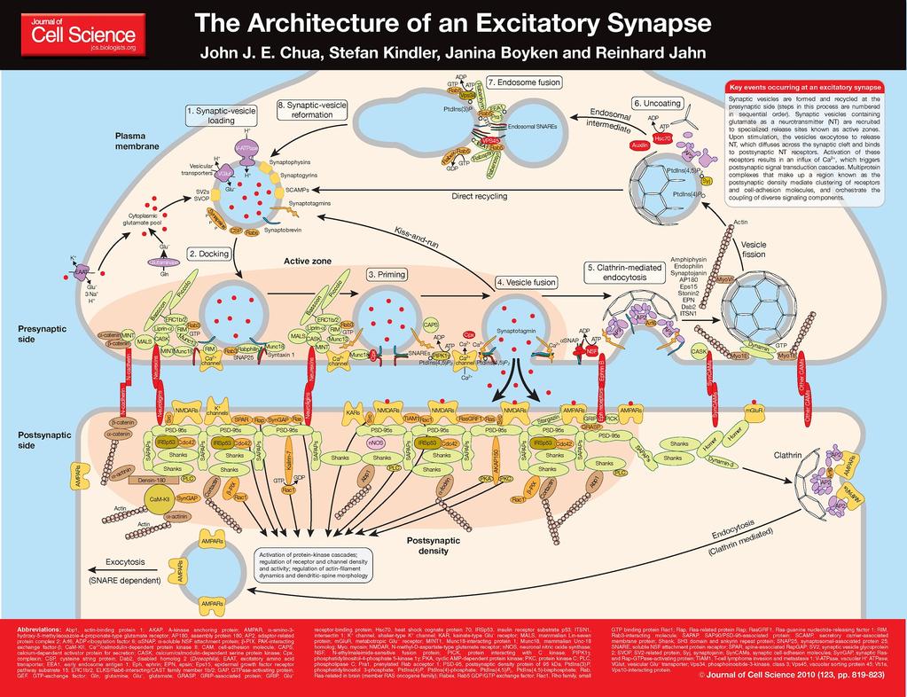 synapse