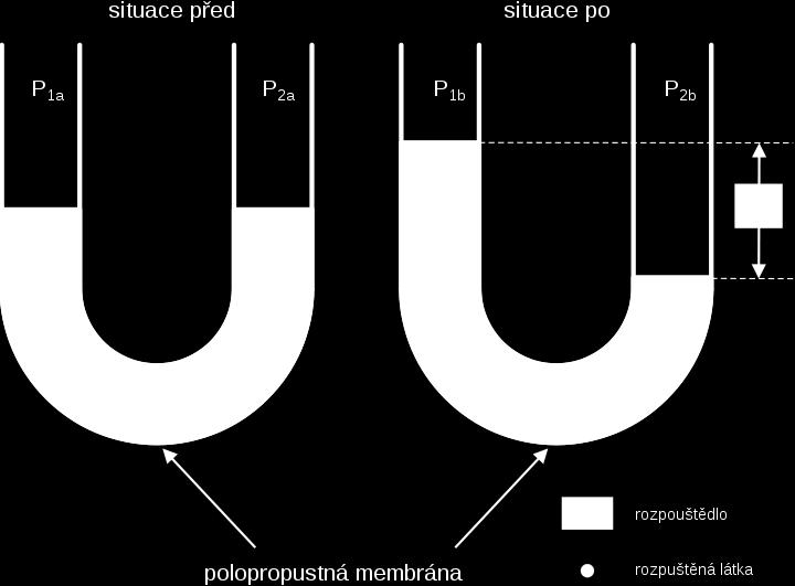 Osmóza (difuze rozpouštědla) Dva roztoky o rúzné koncentraci oddělené polopropustnou* membránou mají