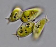 Euglena texta,