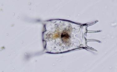 dičky tvoří železitá bakterie Planktomyces bekefii. Teplota vody ovšem již povzbudí ryby k intenzivnímu žíru a tak zooplankton, který čistí vodu opět bude potlačen, a řasy se opět rozvinou.