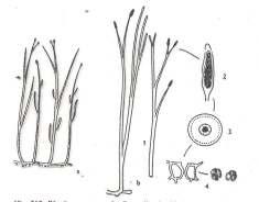 Rhyniophyta s.str.