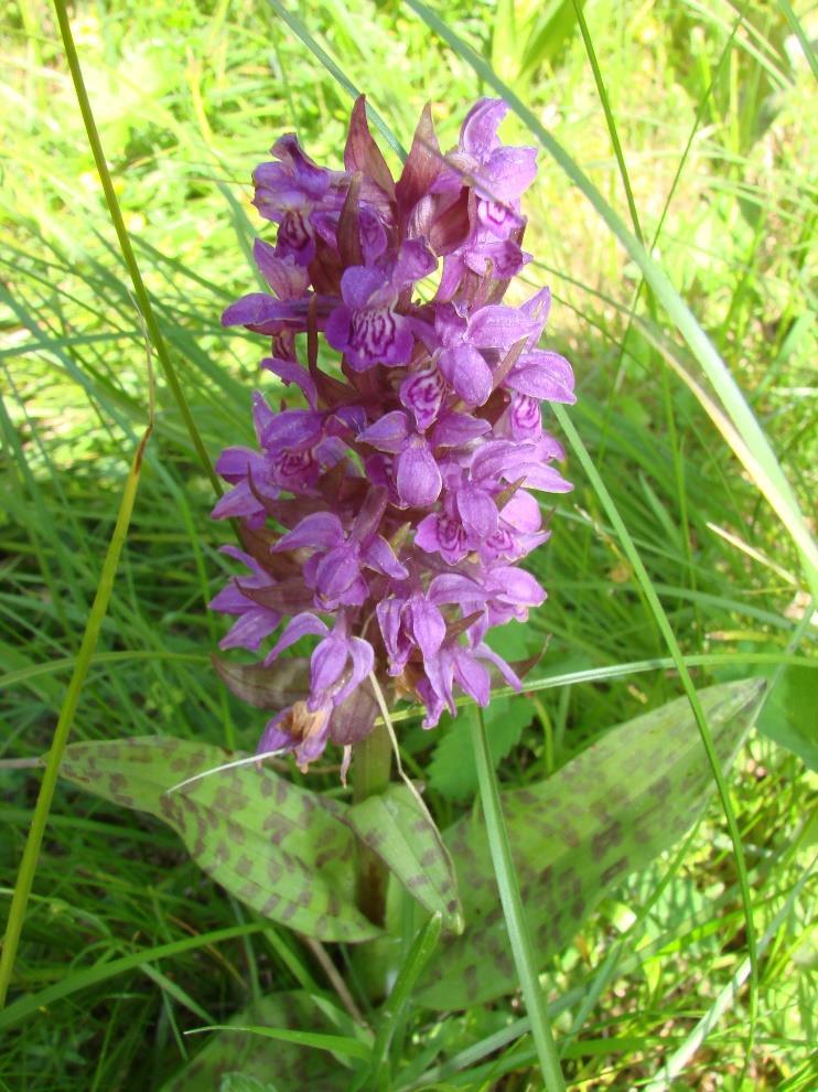 Obr. 9 Dactylorhiza majalis (prstnatec májový), 21. 5. 2014 Další rostlinou, která patří dle červeného seznamu do skupiny C3 a podle vyhlášky do 2 tzn.