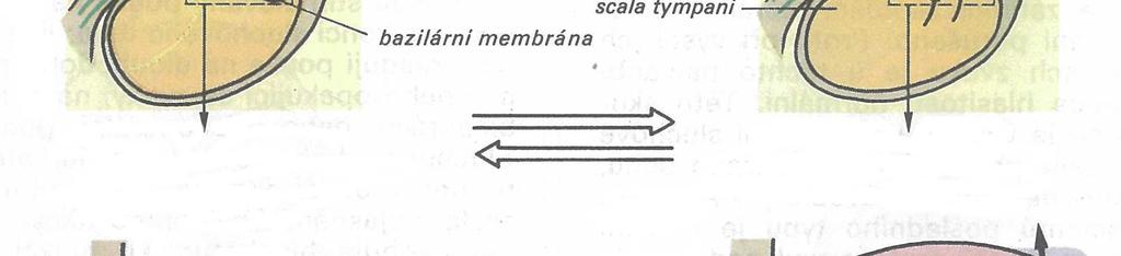 Naopak vlnění o nižších frekvencích dosahují svého maxima ve vzdálenějších oblastech od oválného okénka.
