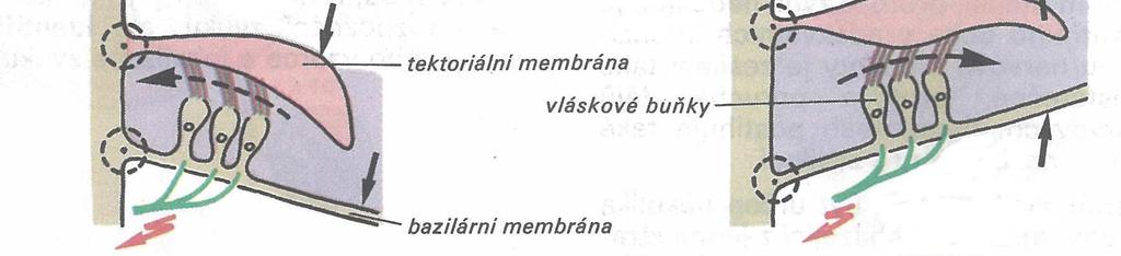 Tímto způsobem dochází i k podráždění smyslových buněk podél bazilární membrány v charakteristických místech výskytu amplitudového maxima takto šířící se vlny.