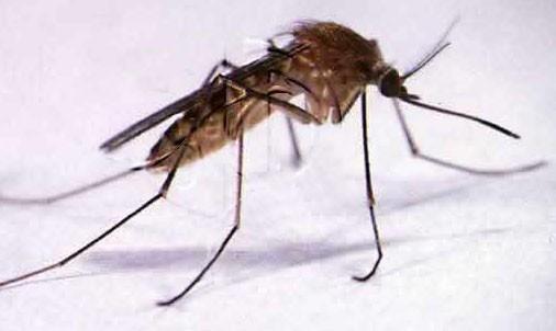 Charakteristika přenosu nákaz členovci Druhy přenosů patogenů: A)Biologický- infekční agens se musí nejdříve pomnožit nebo prodělat určitý vývojový cyklus než může být přeneseno na nového hostitele -