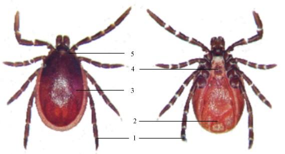 Vlastní tělo klíštěte Idiosoma kryje silně sklerotizovaný štít scutum-hard ticks. U samce kryje téměř celý hřbet těla, zatímco u samic jen její přední část (1/3).