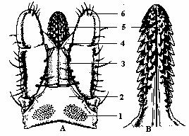 Hlavička Gnathosoma Obr.