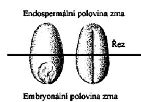 Výběr pšeničného materiálu Z osiva hodnoceného genotypu pšenice, který se bude využívat v další ať už šlechtitelské či výzkumné práci pro svoje významné vlastnosti nebo unikátní sestavy gliadinových,