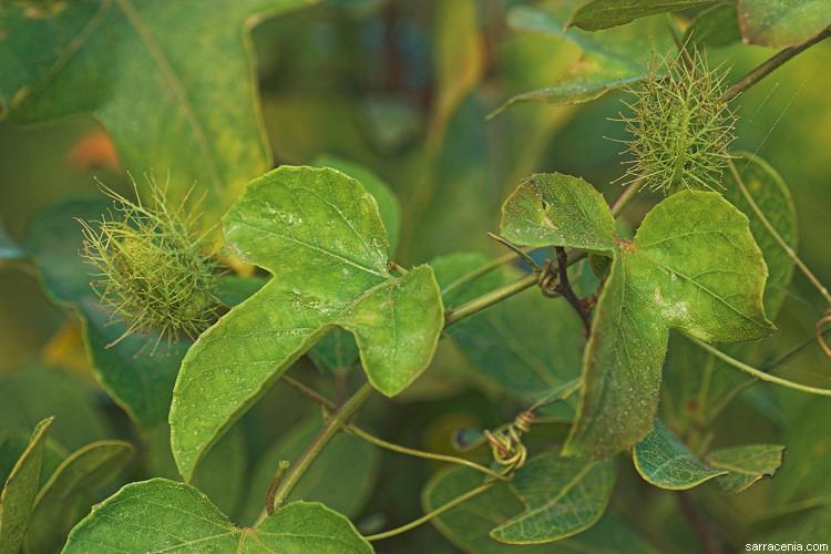 Passiflora foetida