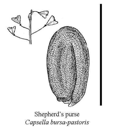 hnojivo pro semenáček http://www.missouriplants.com http://www.css.msu.