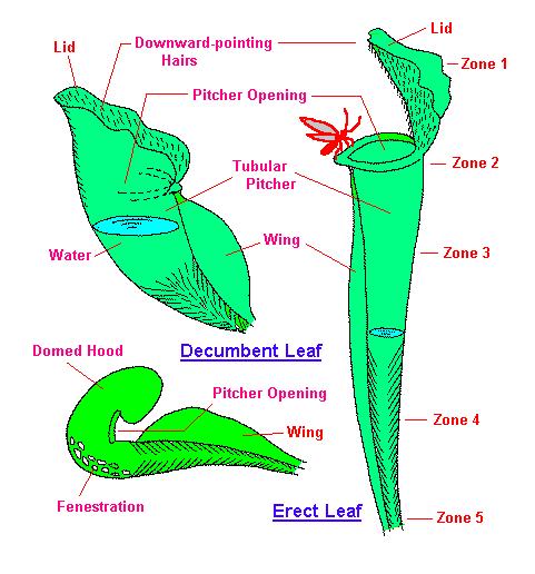 Sarracenia Listy = trubicovité láčky, příp. fylodia (pouze asimilace) Poléhavé a vzpřímené typy (sect. Decumbens, sect.