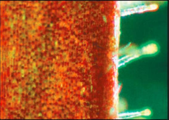 Roridula Lepkavý produkt není na bázi vody, ale především polyterpenů (kaučuk) = žádné enzymy ani symbiotické mikroorganismy x nevysychá Polapená kořist => symbiotičtí členovci => exkrementy