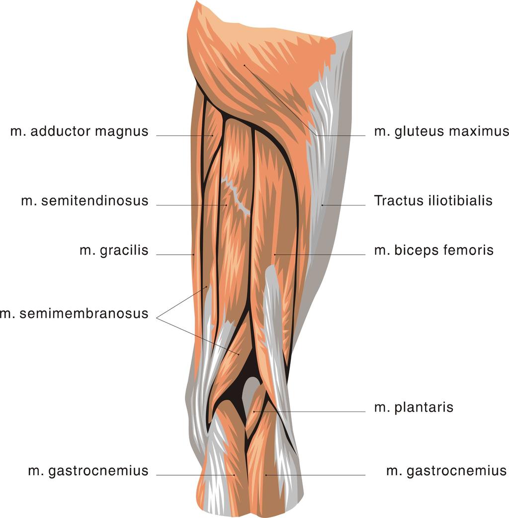 m. sartorius (sval krejčovský) jde od spina iliaca ventrálně, odtud sestupuje distálně a po stehně se zatáčí na tibiální stranu, přechází na koleno, kde z něho vzniká úponová šlacha, která se