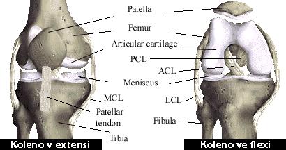 2. KINEZIOLOGIE KOLENNÍHO KLOUBU Stabilizaci kolenního kloubu zajišťují: tvar kloubních ploch femuru a tibie statické stabilizátory dynamické stabilizátory Stabilita kolenního kloubu také závisí na