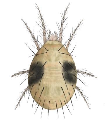 1.2.1 Sviluškovití (Tetranychidae) 0,5-0,7 mm obv.