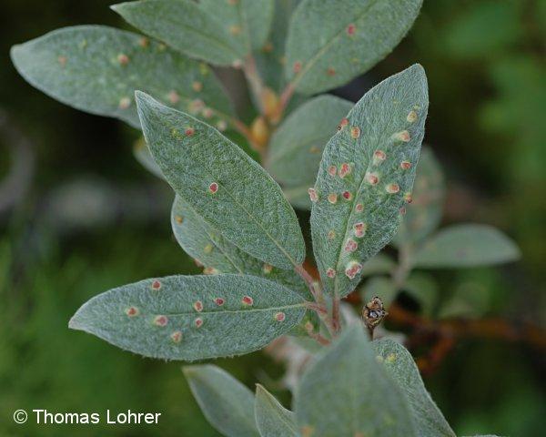 tetanothrix Salix caprea