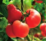 V bio-ovocnářství se výluh z quassiového dřeva používá proti pilatce jablečné, švestkové a žluté.