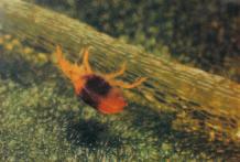 Napadá a vysává jak larvy třásněnek, tak svilušky. Je schopný se živit i pylem, což umožňuje jeho nasazení ještě před výskytem třásněnek, které mohou nevratně poškodit květy a vývoj plodů.