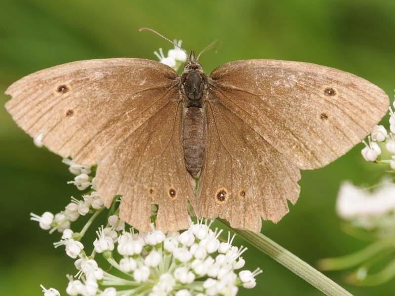 Obr. 20: Okáč prosíčkový (Aphantopus hyperanthus), Svinec, červenec 2008. 5.2.4 Běláskovití (Pieridae) Zpracováno podle IMES (1992) a NOVÁK & SEVERA (2005).