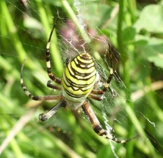 Při pozorování a fotografování motýlů jsem zpozorovala na Svinci křiţáka pruhovaného (Argiope bruennichi) ze třídy pavoukovců (viz obr. 26).