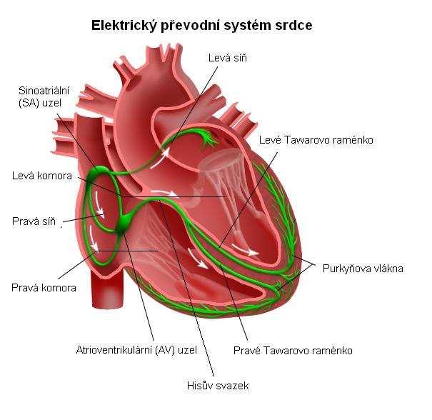 Refrakterita Refrakterita je stav, kdy je srdeční buňka nedráždivá. V tomto stavu se buňka nachází určitou dobu po depolarizaci membrány.