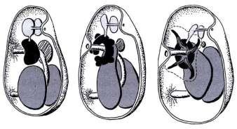 coelom stomochord