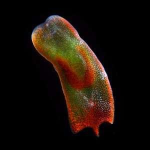 Kompaktní tělní organizace = acoelomová organizace všechny mezodermální buňky v těsném kontaktu buňky se nedotýkají přímo membránami mikroskopické larvy často bez