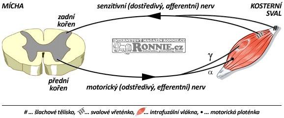 1.2.6 Senzomotorika Obr. 3 Reflexni oblouk Senzomotorika znamená spojení motoriky a vnímání prostřednictvím smyslů (přes nejrůznější receptory), tedy motorické a senzorické sloţky pohybu.