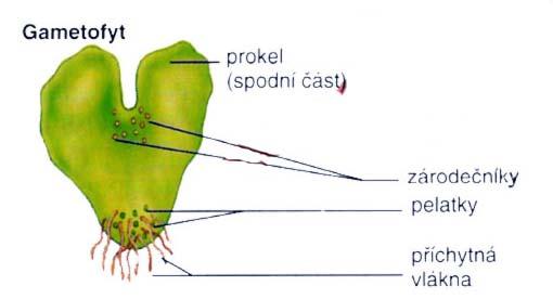 Rozmnožovací orgány z výtrusů vyklíčí jednodomý oboupohlavný prokel