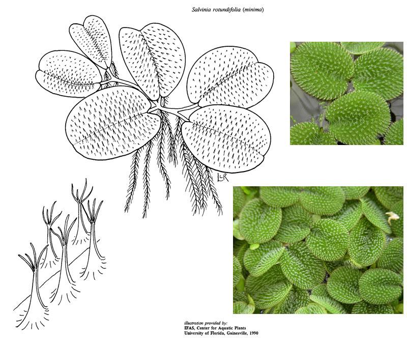 nepukalka vzplývající (Salvinia natans) listy vpřeslenech