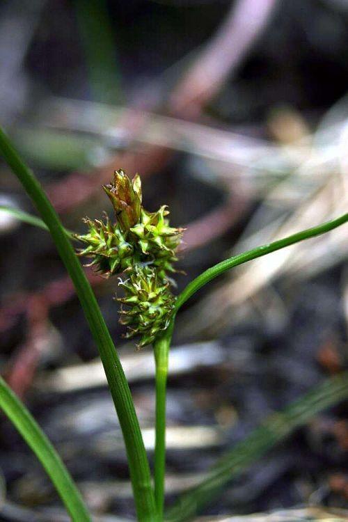 (Gentiana asclepiadea)