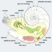 schránka Nautilus loděnka, asi 25 cm, Indický oceán, schránka