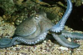 hektokotylus Octopus macropus chobotnice