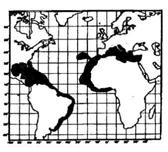 Cape Verda islands Western atlantic form: Gulf of Mexico, Caribbean sea south to Brasil