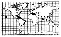 cuatro cuernos Velikost: body to 13cm, legs to 30cm Rozšíření: Mediterranean sea and