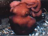 (Verany 1851) Jméno: En: Lilliput longarm octopus, Sp: Pulpito patilargo Velikost: