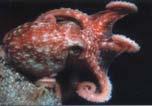 Eledone cirrhosa (Lamarck 1798) Jméno: En: Horned octopus, Sp: Pulpo blanco, Fr: Elédone