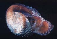Males don t produce shell POUŽITÉ ZDROJE LITERATURA: Cephalopods, a world guide.