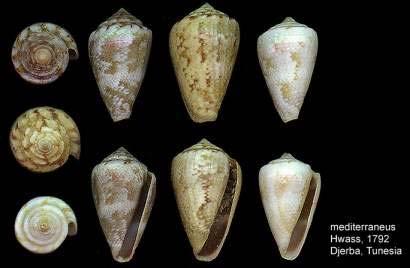 Conus ventricosus homolice