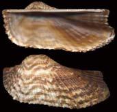 Mytilus galloprovincialis