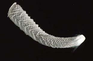 Porifera Křemití (Hexactinellida) Si
