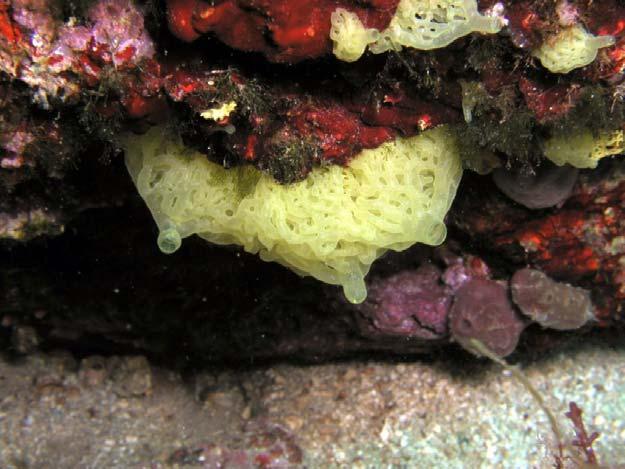 Metazoa Eumetazoa Choanozoa Hexactinellida Demospongia Homoscleromorpha
