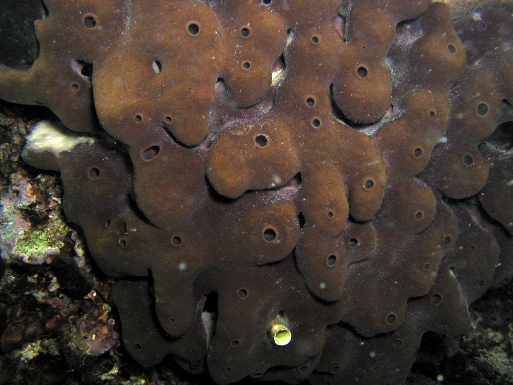 Tetractinomorpha: