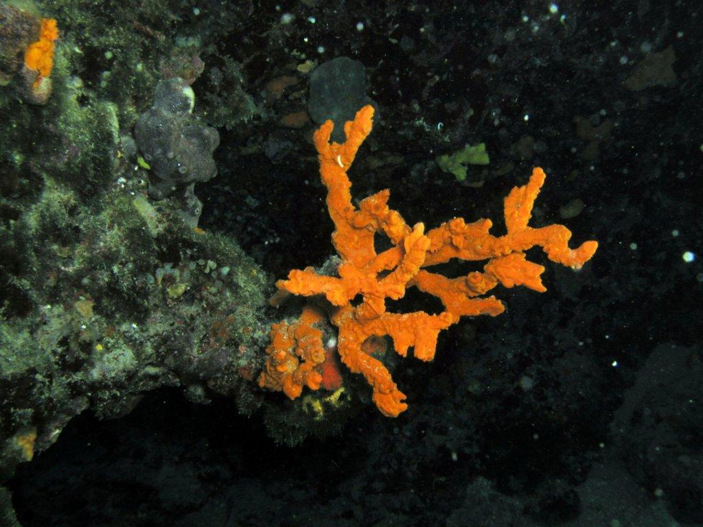 Tetractinomorpha: