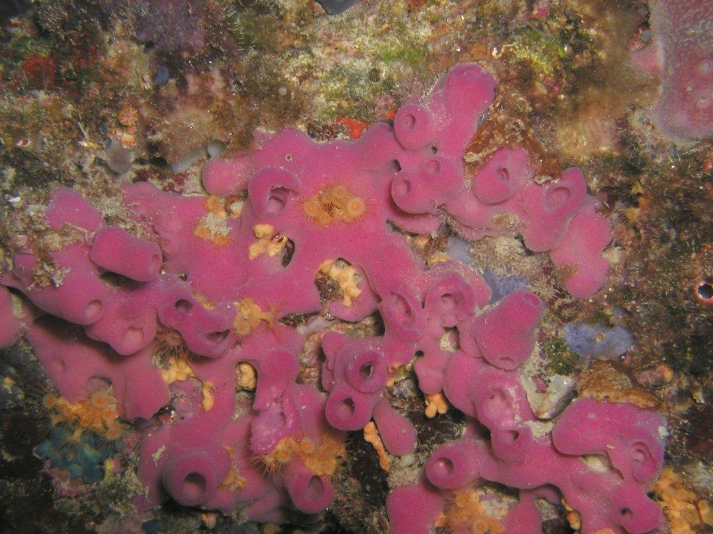 Ceractinomorpha: