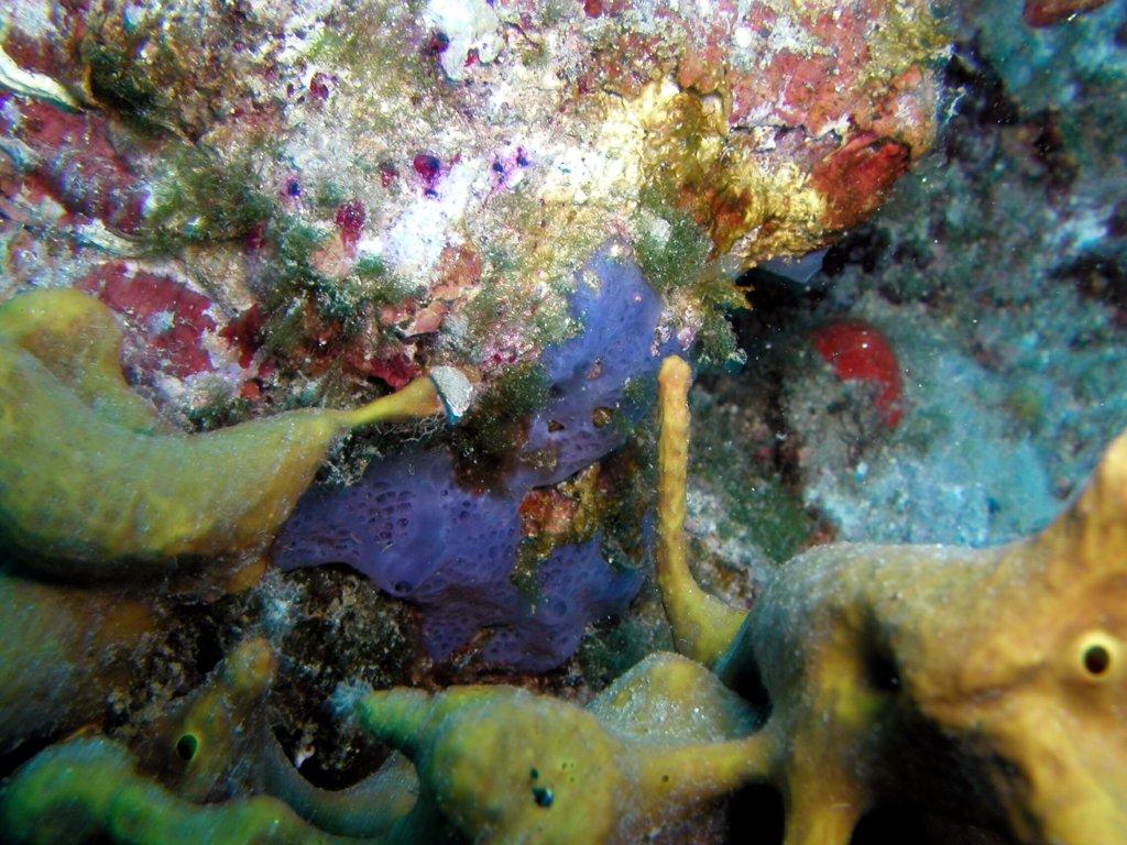 Ceractinomorpha: