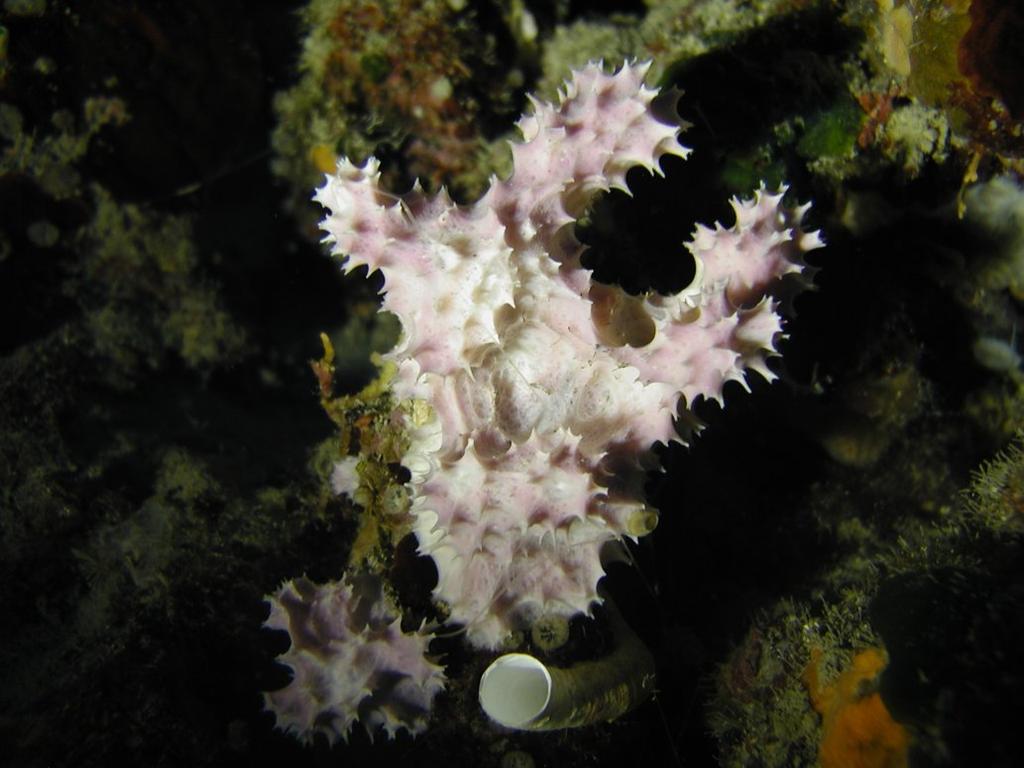 Ceractinomorpha: