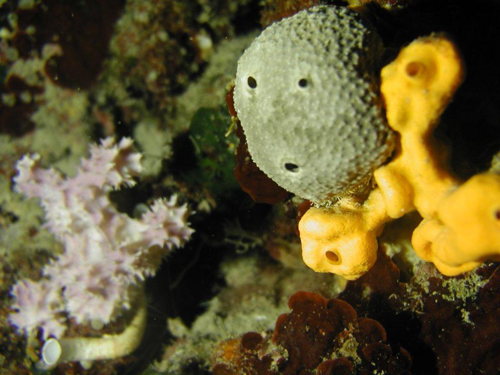 Ceractinomorpha: