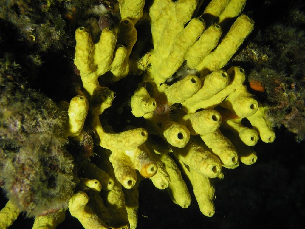 Ceractinomorpha: