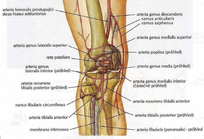 BIOMECHANIKA KOLENNÍHO KLOUBU Obr.